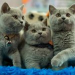 19 interessante Fakten über Katzen