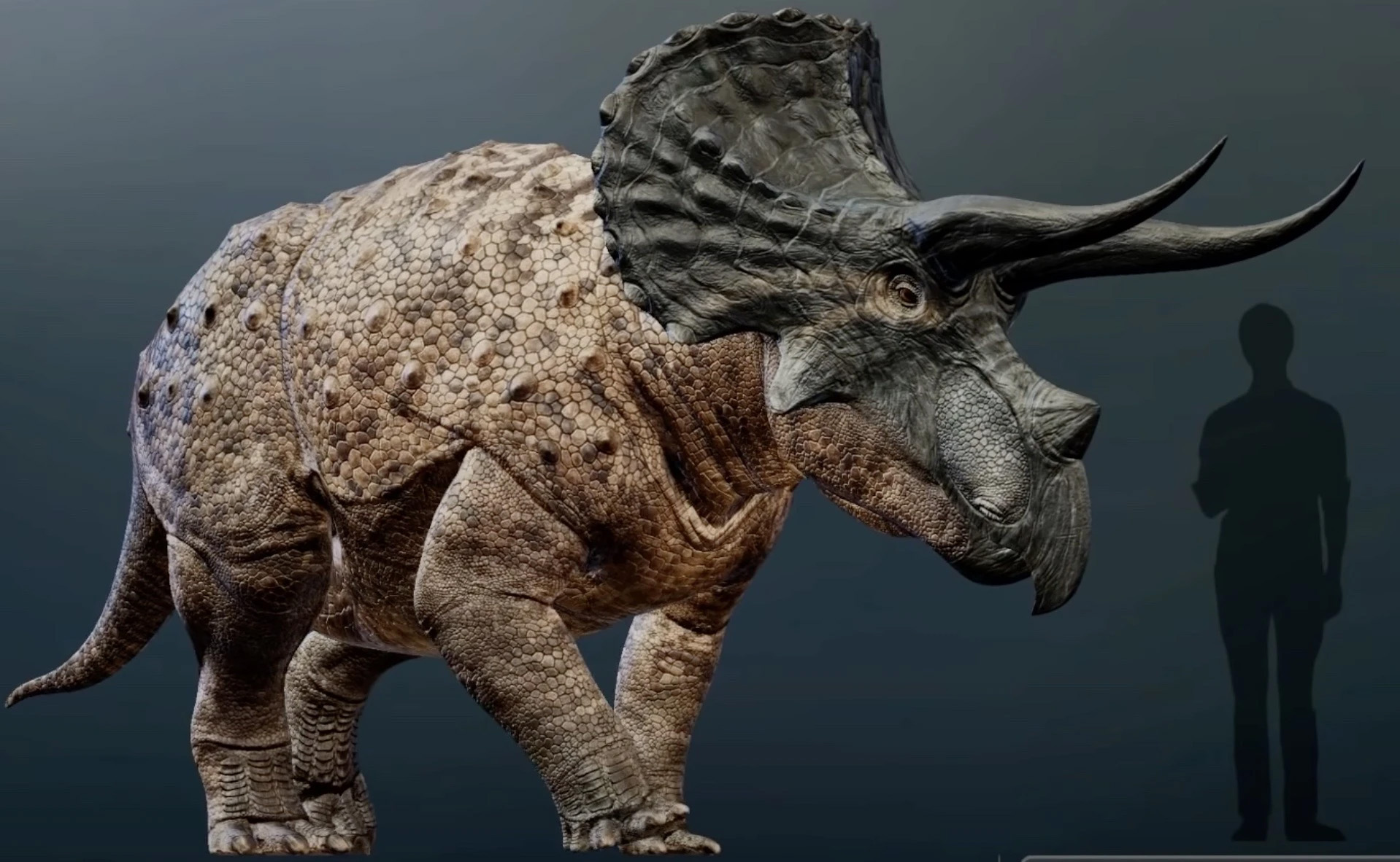 40 interessante Fakten über Triceratops ᐈ MillionenFakten