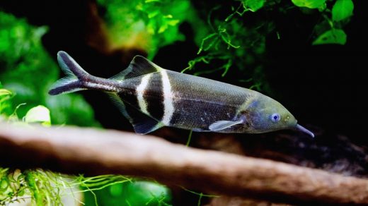 Fakten über Elefantenrüsselfische