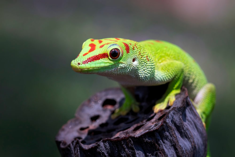 Fakten über Geckos