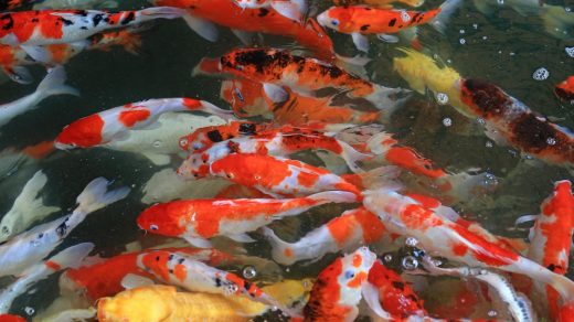 Fakten über Koi