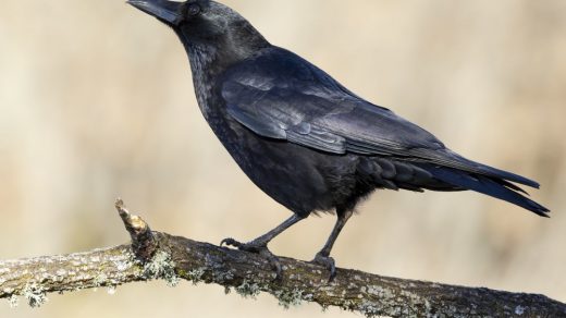 Fakten über Krähen