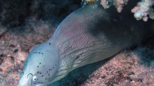 Fakten über Muränen